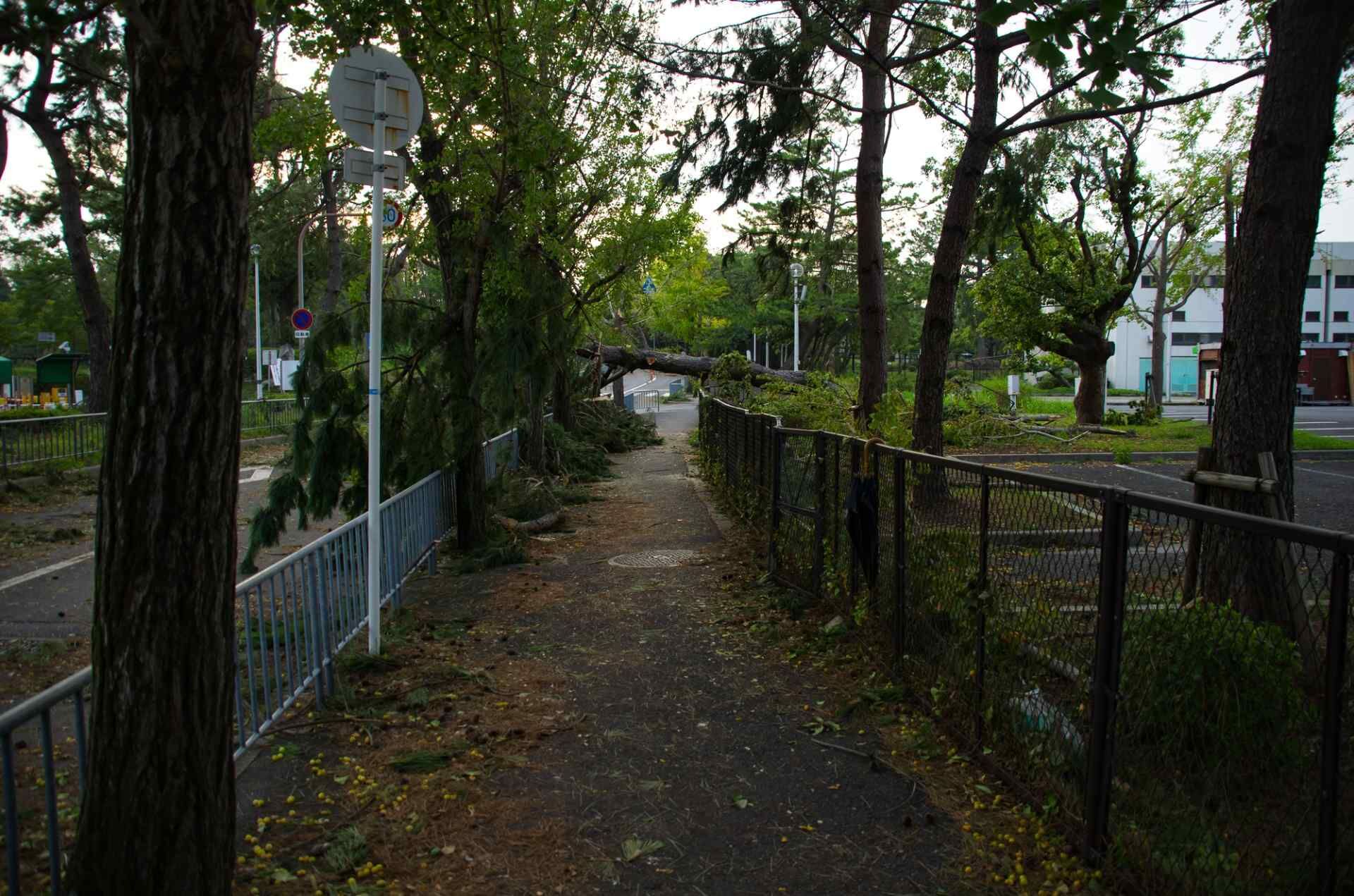 支障木