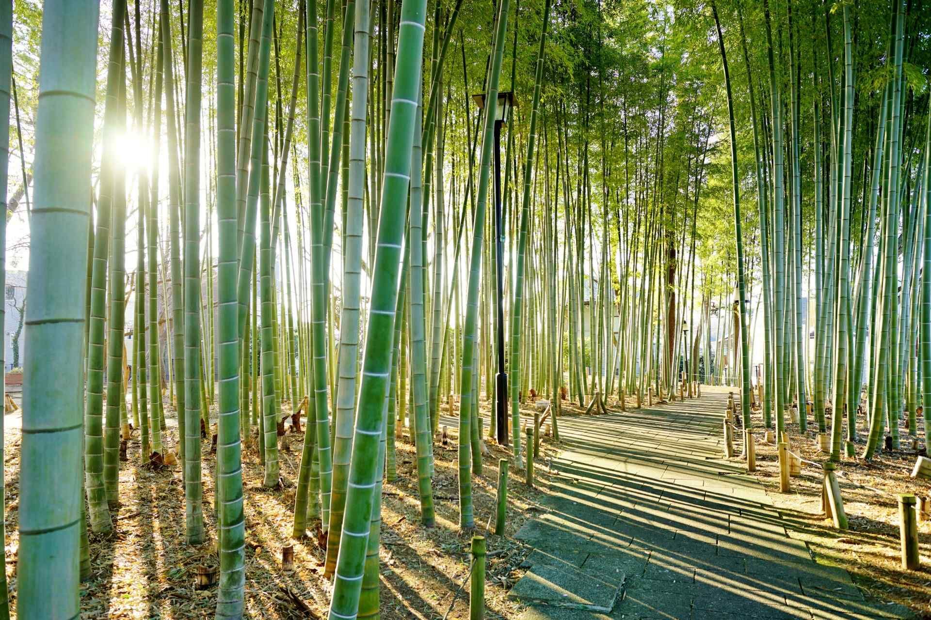 竹林