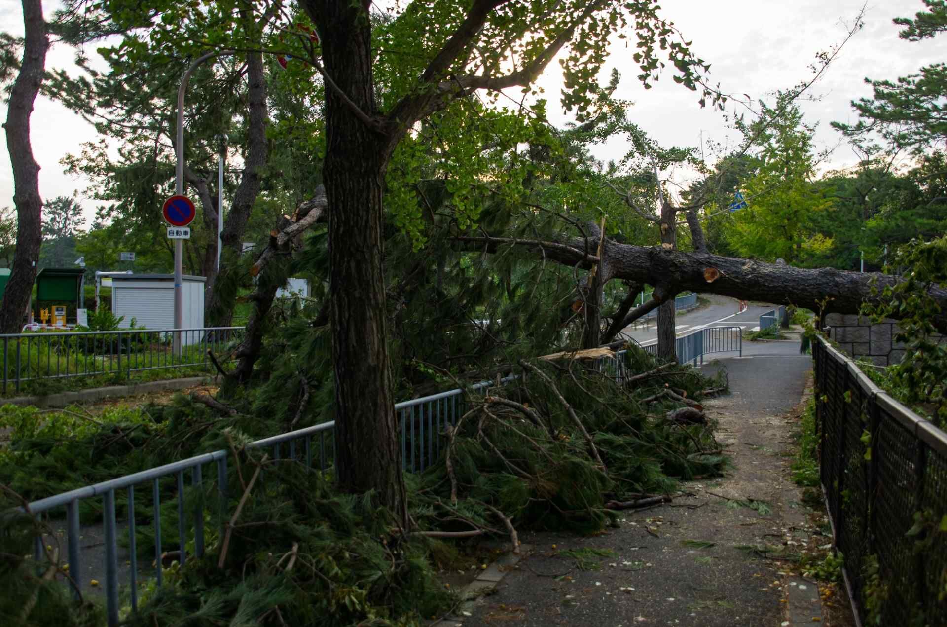 倒木